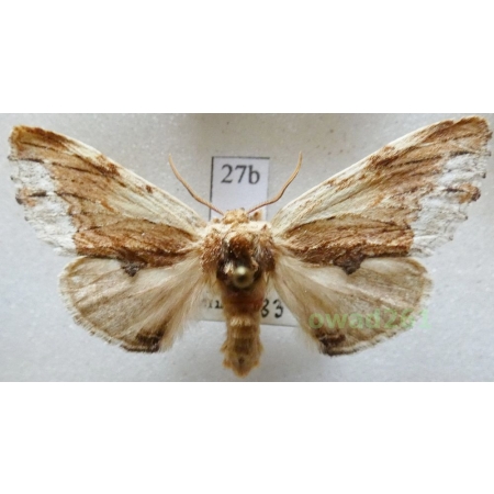 Ptilodon cucullina (Denis & Schiffermüller, 1775) Czech27bn